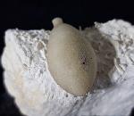 Stachel eines Tylocidaris baltica (SCHL�TER 1892) - Bild &copy; FossNet FossilienStore